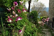 90 Bellissimi fiori alle case del Tiglio, dove riprende il sentiero-mulattiera 505A